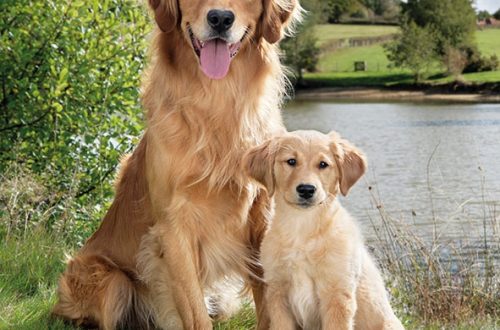 Masalah Kesehatan Pada Anjing Golden Retriever