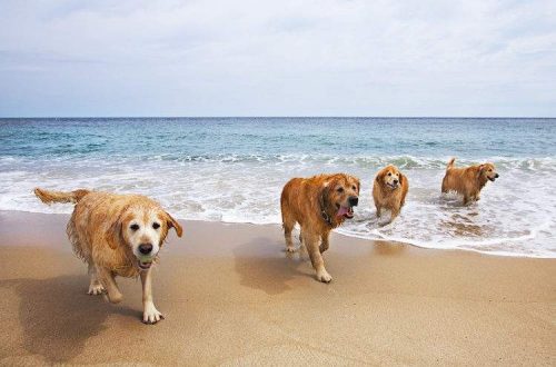 Todos Los Perros Pueden Ir A Todas Las Playas