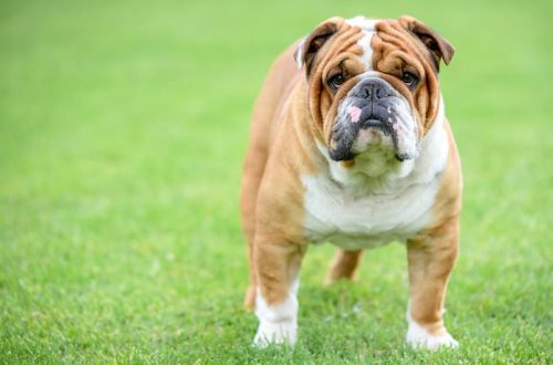 Apakah Ras Anjing English Bulldogs Hypoallergenic?