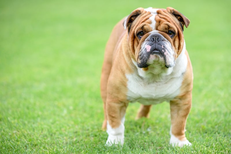 Apakah Ras Anjing English Bulldogs Hypoallergenic?