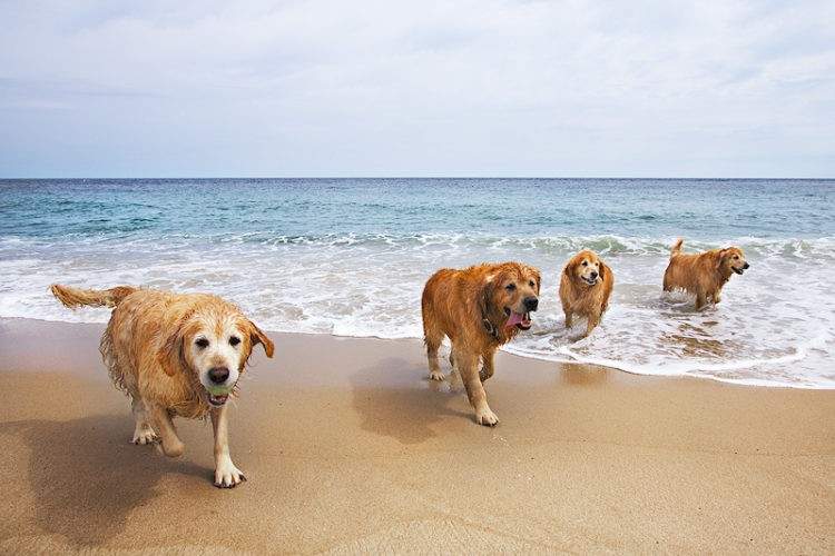 Todos Los Perros Pueden Ir A Todas Las Playas